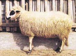 Πρόβατο Φυλή Θράκης