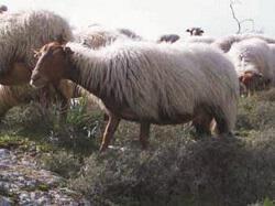 Πρόβατο Φυλή Καρύστου