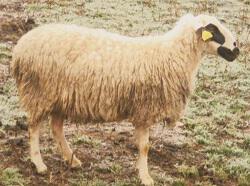 Πρόβατο Φυλή Κατσικά