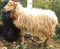Πρόβατο φυλή Κεφαλληνίας