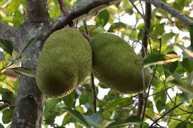Jackfruit (Αρτόκαρπος)